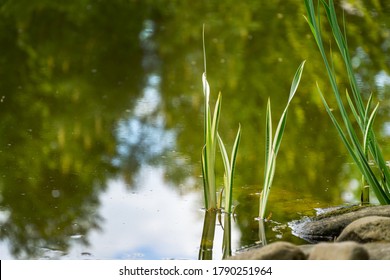 Young shoots of Acorus Calamus Variegatus (called Sweet Flag or calamus) in pond. Beautiful long green and white calamus leaves with pleasant smell and healing properties. There is place for text.