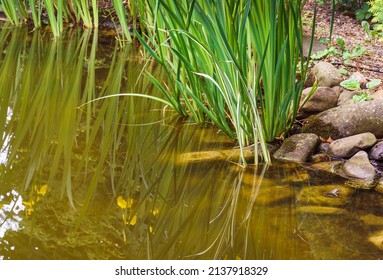 Young shoots of Acorus Calamus Variegatus (called Sweet Flag or calamus) in pond. Beautiful long green and white calamus leaves with pleasant smell and healing properties. There is place for text.