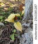 young shoots of albino coffee pogon