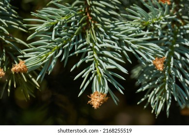 Young shoots of blue spruce. Blue spruce, or prickly spruce (lat. Picea pungens) is a tree, a species of the genus Spruce.