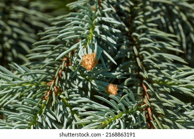 Young shoots of blue spruce. Blue spruce, or prickly spruce (lat. Picea pungens) is a tree, a species of the genus Spruce.