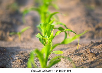 Young shoots of corn closeup. Fertile soil. Farm and field of grain crops. Agriculture.