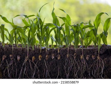 Young shoots of corn with roots isolated on white - Shutterstock ID 2158558879