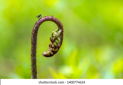 Young Shoots Of Eagle Fern Or Eastern Brackenfern Are Widely Used In East Asia As Delicius Vegetable Food 