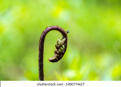 Young Shoots Of Eagle Fern Or Eastern Brackenfern Are Widely Used In East Asia As Delicius Vegetable Food 