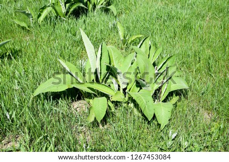 Young shoots elecampane. The medicinal plant is elecampane