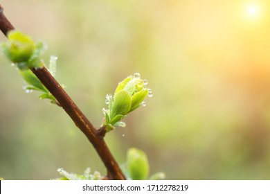 young shoots of a green tree, close-up. Natural spring background of green leaves. Young branches of a young tree - Powered by Shutterstock