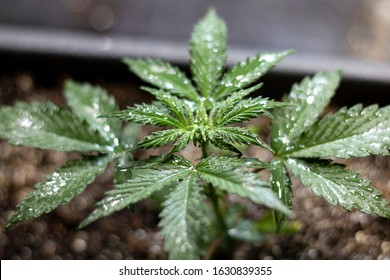 
young shoots of marijuana wet after watering