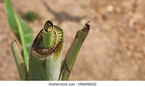Young shoots on a cut banana plant. Banana trees are newly planted in agricultural plots with copy space. select focus