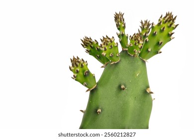 young shoots of a prickly pear cactus leaf, opuntia vulgaris on white background - Powered by Shutterstock