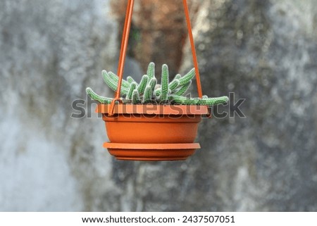 Young shoots rat tail cactus hang in flowerpot in nursery-garden. Aporocactus flagelliformis or disocactus flagelliformis in hanging pot in glasshouse. Green seedling family cactaceae in greenhouse.