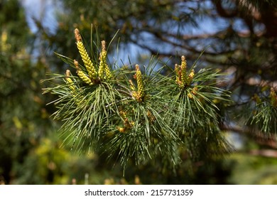 Young Shoots Of Scotch Pine