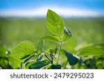 Young shoots of soy plants grow on a cultivated agricultural field. Green leaves close-up in backlight. Selective focus.