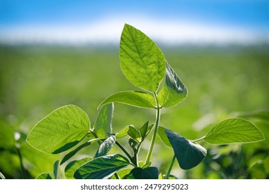 Young shoots of soy plants grow on a cultivated agricultural field. Green leaves close-up in backlight. Selective focus. - Powered by Shutterstock