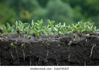 Young shoots of soybeans with roots. Blurred background.