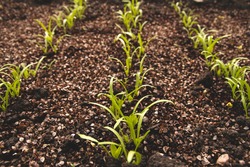Young Shoots Of Spinach In The Vegetable Garden. Germination Of Spinach Seeds.