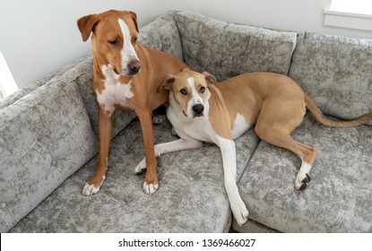 Short Nose Dog Images Stock Photos Vectors Shutterstock