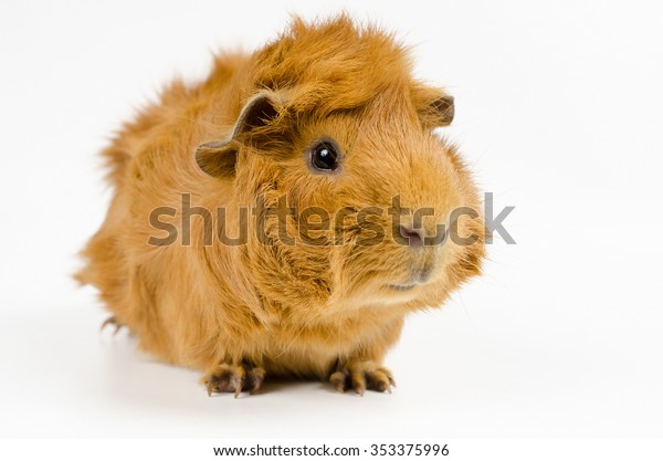 Young Short Haired Peruvian Guinea Pig Stock Image Download Now