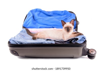 Young Siamese cat in a packed up open suitcase, ready for travel; on white background