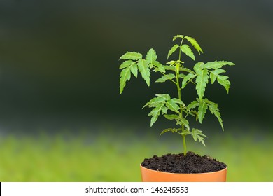 Young Siamese Neem Sprout Seed On Plant Pot.