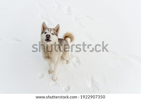 Similar – my happy dog :-)) Joy