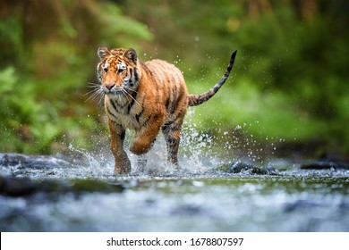 Young Siberian Tiger Panthera Tigris Altaica Stock Photo 1678807597 ...