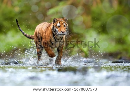 Young Siberian tiger, Panthera tigris altaica, walking in a forest stream against dark green spruce forest. Tiger among water drops in a typical taiga environment. Direct view, low angle photo. Russia