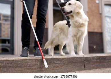 young sick man with blindness get help by dog guide, man is helpless without dog, he use cane for disabled