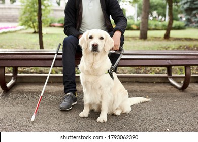 are guide dogs free