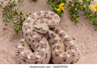 Young Sidewinder Rattlesnake