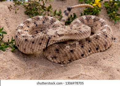 Young Sidewinder Rattlesnake