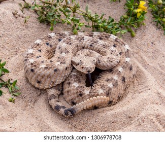 Young Sidewinder Rattlesnake