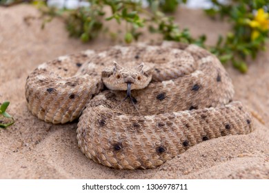 Young Sidewinder Rattlesnake