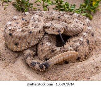 Young Sidewinder Rattlesnake