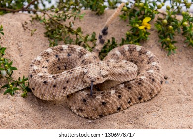 Young Sidewinder Rattlesnake