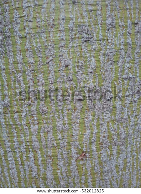 Young Silk Floss Tree Bark Texture Stock Photo Edit Now