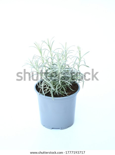 Young Silver Curry Herbe Plant Blue Stock Photo Edit Now