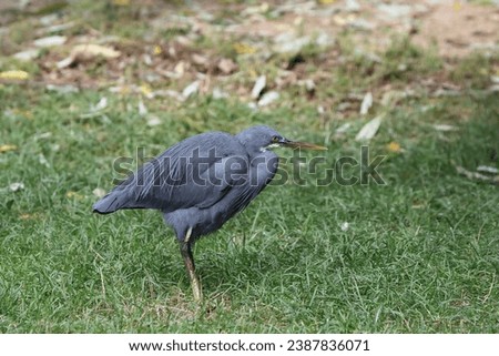 Young silver heron looking for food