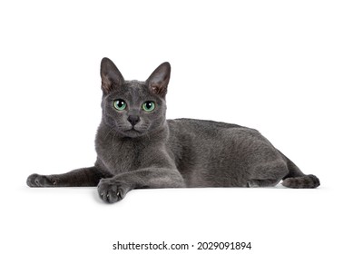 Young silver tipped Korat cat, laying down side ways. Looking towards camera with bright green eyes and attitude. Isolated on a white background.