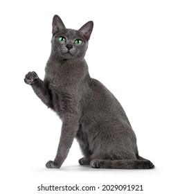 Young silver tipped Korat cat, sitting up side ways. Looking towards camera with bright green eyes. One paw in air like chinese lucky cat. Isolated on a white background. - Powered by Shutterstock