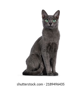 Young Silver Tipped Korat Cat Sitting Stock Photo 2189496435 | Shutterstock