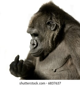 Gorilla Finger Images Stock Photos Vectors Shutterstock