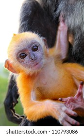 Young Silvered Leaf Monkey