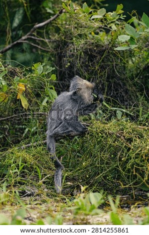 A young Silvered Leaf Monkey (Trachypithecus cristatus) feeding on the beach at the edge of the rainforest in Bako National Park in Sarawak, Borneo