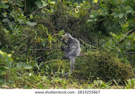A young Silvered Leaf Monkey (Trachypithecus cristatus) feeding on the beach at the edge of the rainforest in Bako National Park in Sarawak, Borneo