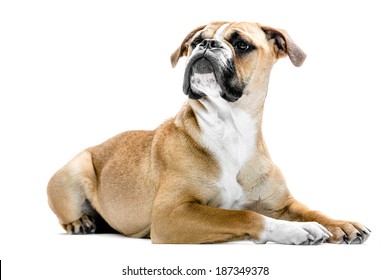 A young six month old continental Bulldog laying against a white background and looking at the camera