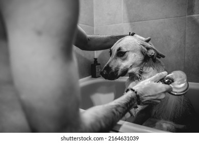 Young And Skinny Guy Giving A Tub Bath And Shower To A Beautiful Young German Shepherd Dog In The Bathroom (in Black And White)