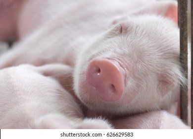 Young Sleeping Pig, Piglet After Sucking In Shed. Sleep Well After Eating.