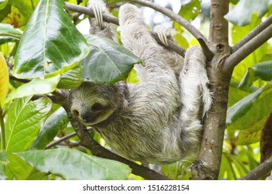 Young Sloth hanging from a tree with head turned around, beautiful fur, white sloth in Costa Rica's wild rainforest. 