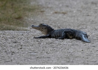 Young Small Alligator On Path Resting